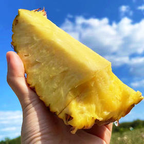 特惠活动『海南树上熟金钻凤梨』脆嫩鲜爽，肉厚甜蜜，口感细腻