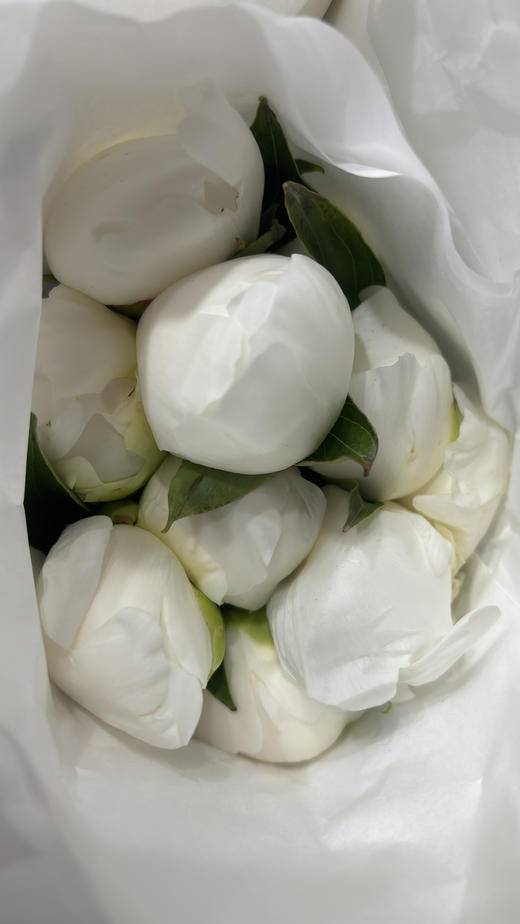 【淡雅高级】芍药 -公爵夫人 白色  5枝/扎 半开 商品图6