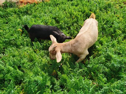 梓盟有机孩馋胡萝卜、梓盟有机甜菜根、有机瑞粉番茄 商品图6