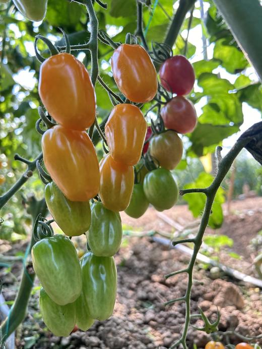 有机圣女果3斤装 商品图3