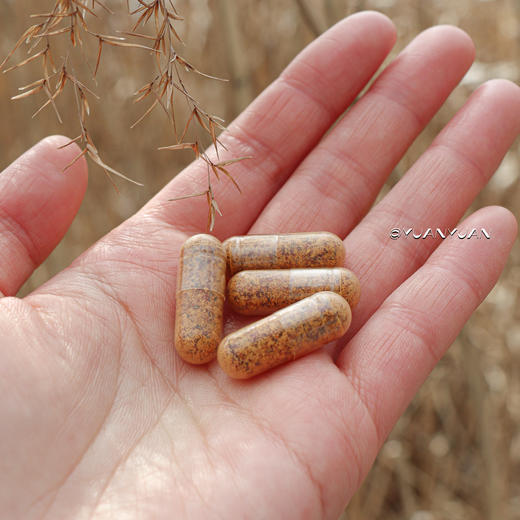 亢氧羙白亢炎！丹麦SUKO Nordic有机AP4玫瑰果200粒，高含量150000mg/瓶！来自有机认证种植园！含巨量VC提高兔疫力！1岁以上就能吃！日期27年3月 商品图2