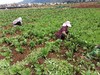 梓盟有机孩馋胡萝卜、梓盟有机甜菜根、有机瑞粉番茄 商品缩略图5