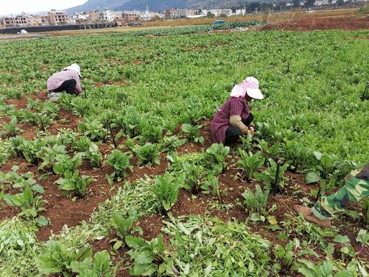 梓盟有机孩馋胡萝卜、梓盟有机甜菜根、有机瑞粉番茄 商品图5