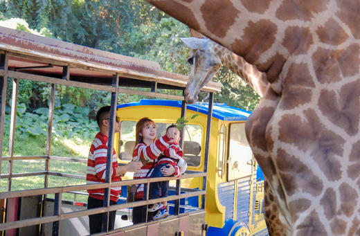 【亲子跟拍套餐】广州长隆野生动物园|带着爱与陪伴前行~ 商品图4