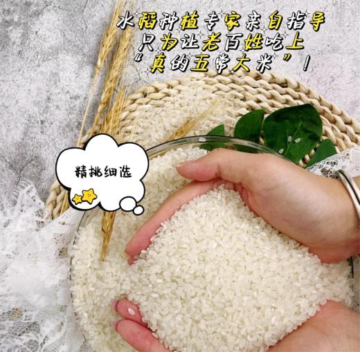 清乡粮府-东北长粒香米5KG（升级版2面新包装） 商品图4