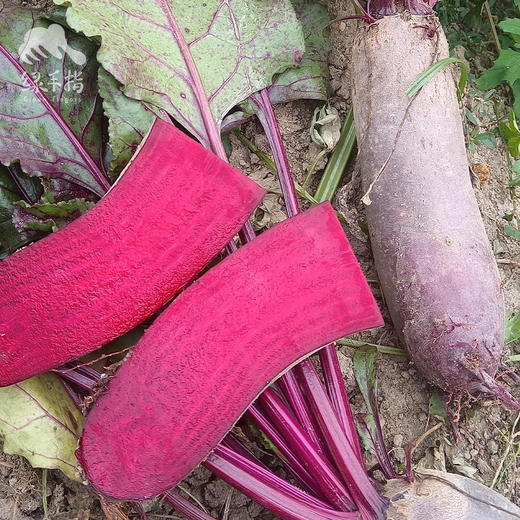 生态甜菜根（包邮） |绿家自产*Ecological Beetroot | Self-production 商品图0
