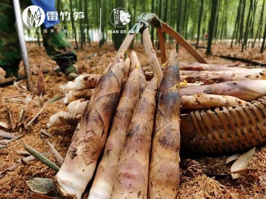 雷竹笋一箱 商品图2