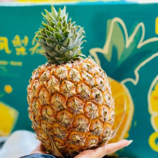 【满150元全疆包邮】凤梨（3kg总重，2-3个） 商品图4