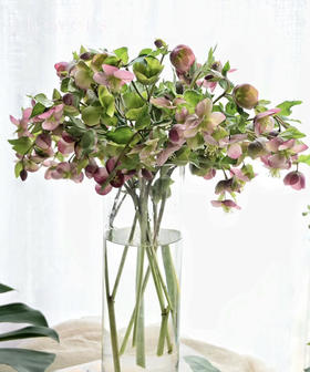 【超长待机】菟葵-粉铃铛  单瓣 粉色 约5枝/扎