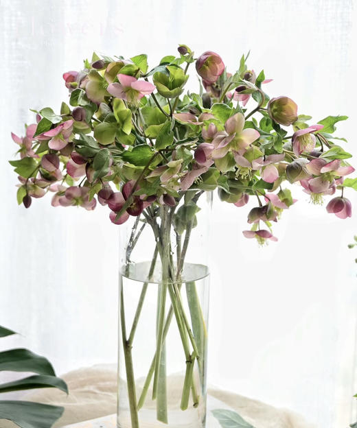 【超长待机】菟葵-粉铃铛  单瓣 粉色 约5枝/扎 商品图0