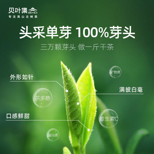 贝叶集景谷大白芽120g 商品图2