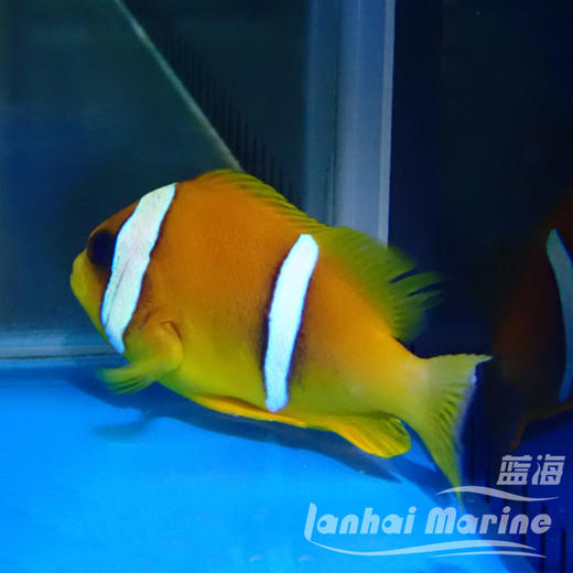 红海金双带小丑 商品图7