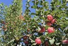 【爱情树】2024“我有一棵树 长在阿克苏”大型援疆行动爱情苹果树认种 商品缩略图3