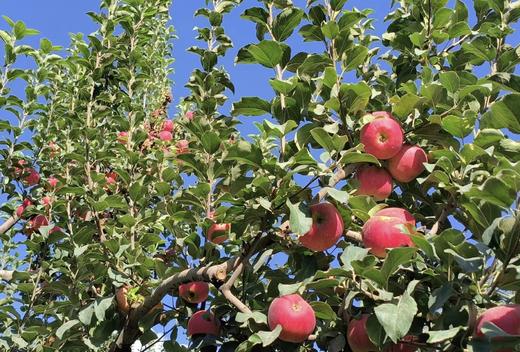 【家庭树】2024“我有一棵树 长在阿克苏”大型援疆行动家庭苹果树认种 商品图3