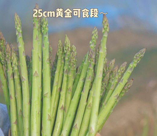 时令尝鲜 | 江苏徐州头茬青笋  顺丰发货 商品图4