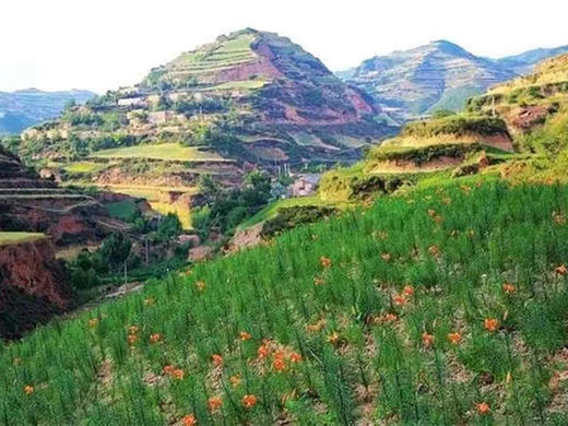 乡野陇味兰州有机鲜百合/香甜鲜嫩 商品图2