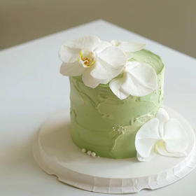 绿色蝴蝶兰（加高款）