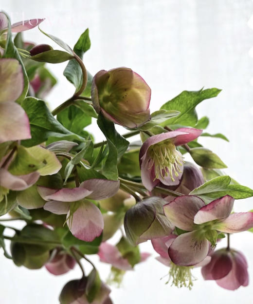 【超长待机】菟葵-粉铃铛  单瓣 粉色 约5枝/扎 商品图2