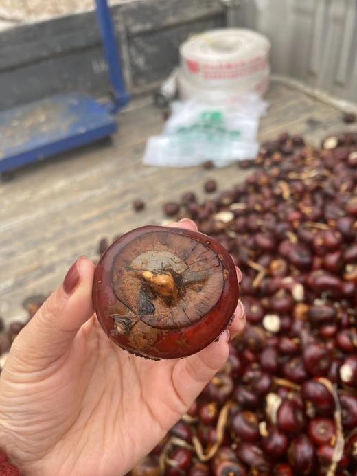 周一取货：【新鲜马蹄】一袋1.5斤左右，一口脆甜爽，解腻又过瘾，润燥生津。 商品图2