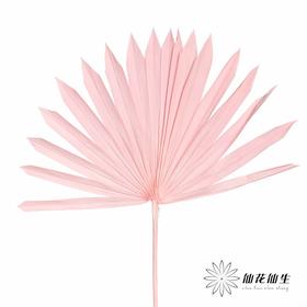 永生花材 | 棕榈叶粉色