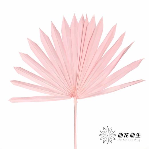 永生花材 | 棕榈叶粉色 商品图0