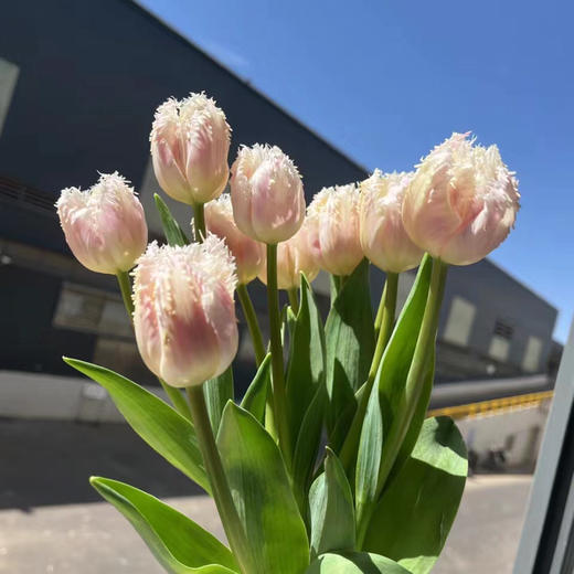 郁金香.丽贝卡 商品图0