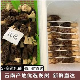 【AN】云南剑川基地 新鲜羊肚菌