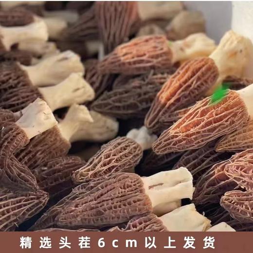 【AN】云南剑川基地 新鲜羊肚菌 商品图3