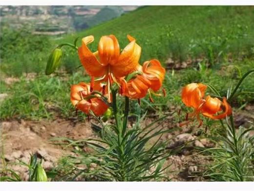 乡野陇味兰州有机鲜百合/香甜鲜嫩 商品图3