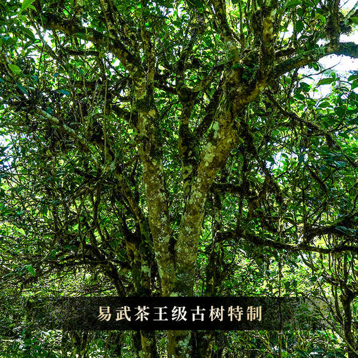 重磅新品发售【圣兽—圣龟】2019年易武多产区茶王树拼配云南普洱茶生茶 绝世配方 巅峰拼配 1箱内含7饼*357g茶饼共2499g 商品图8