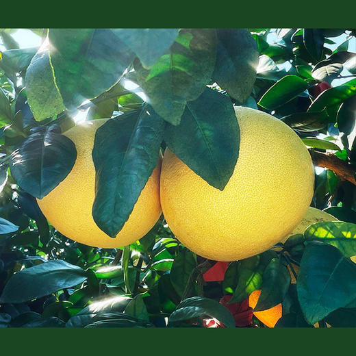 有机福心柚 商品图5