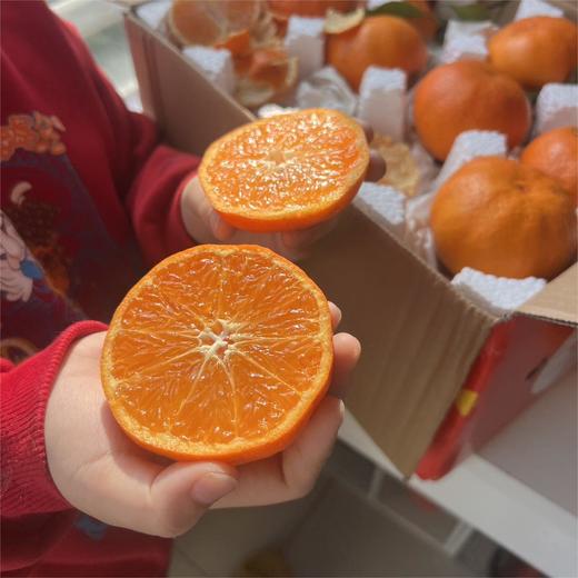 明日见晚熟柑橘 | 山人优选，被誉为能振兴柑橘行业的明日之星， 此时春天树上正当熟，高糖纯甜，果肉细嫩入口爆汁 商品图5