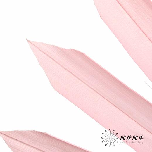 永生花材 | 棕榈叶粉色 商品图4