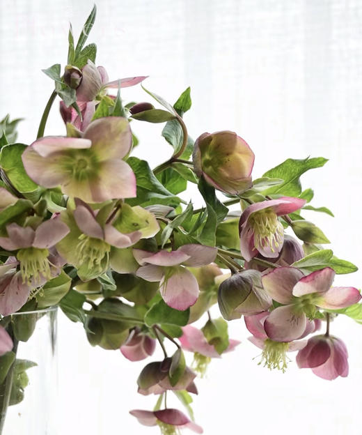 【超长待机】菟葵-粉铃铛  单瓣 粉色 约5枝/扎 商品图1