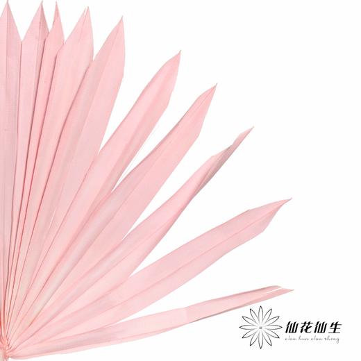 永生花材 | 棕榈叶粉色 商品图3