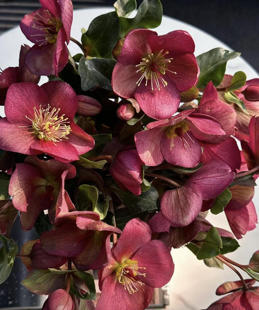 【超长待机】菟葵（单瓣） 红色 约5枝/扎 商品图2