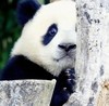 熊猫噗噗车载香挂香囊香包三件套 野兽派熊猫系列出风口摆件装饰 商品缩略图1
