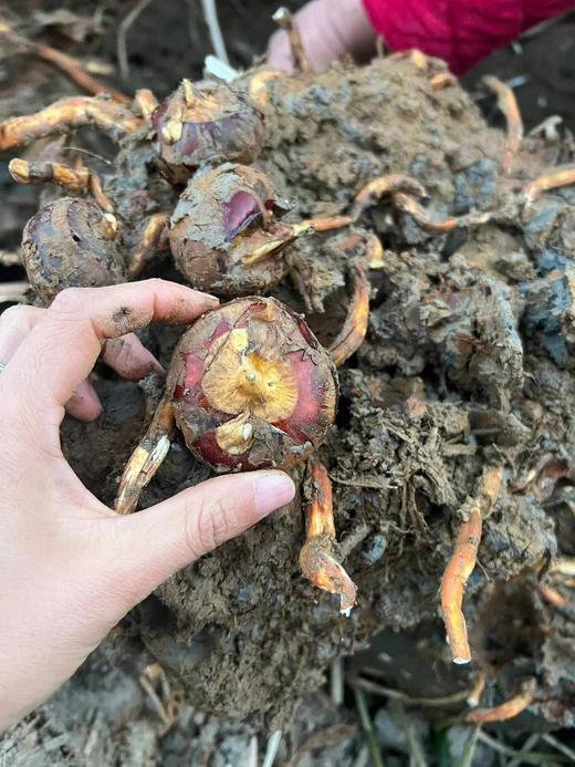 周一取货：【新鲜马蹄】一袋1.5斤左右，一口脆甜爽，解腻又过瘾，润燥生津。 商品图6