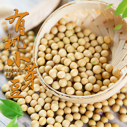 农场有机自留地小芽豆黄豆五谷杂粮精选小粒打豆浆专用 商品图0