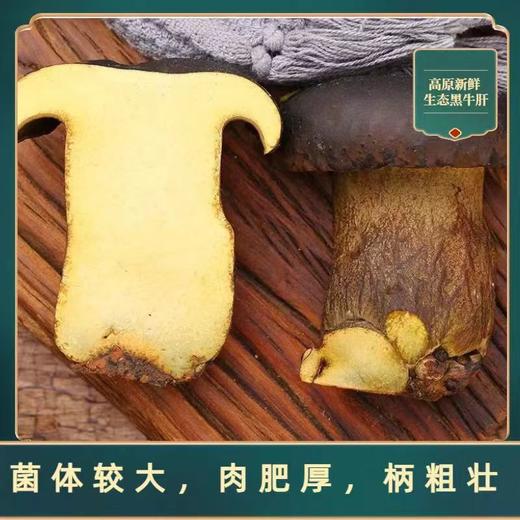 【AN】云南直发 新鲜牛肝菌 商品图1