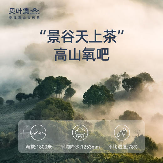 贝叶集景谷大白芽120g 商品图3