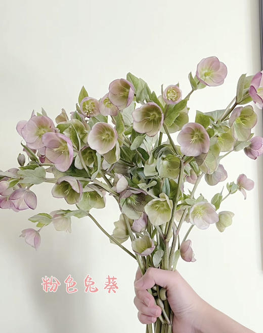【超长待机】菟葵-粉铃铛  单瓣 粉色 约5枝/扎 商品图3