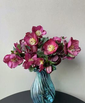 【超长待机】菟葵（单瓣） 红色 约5枝/扎