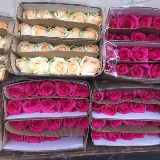 随机单玫瑰（活动专用） 商品图1