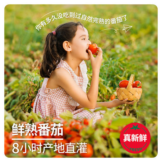  【新疆切块番茄】新疆高品质罐装番茄 洗净去皮切块 让美味告别繁琐！（预售中 预计9月15号左右发货~） 商品图6