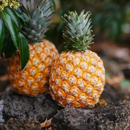 海南树上熟芒果凤梨 香甜多汁 顺丰发货 商品图4