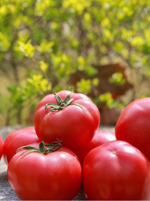 ❤️【海阳普罗旺斯西红柿】✅皮薄多汁9分甜1分酸，💦清甜口感✅富含多种维生素，🎉美白刮油减肥✅榨汁、炒菜、💕煲汤怎么做都超好吃🌸 商品图3