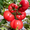 ❤️【海阳普罗旺斯西红柿】✅皮薄多汁9分甜1分酸，💦清甜口感✅富含多种维生素，🎉美白刮油减肥✅榨汁、炒菜、💕煲汤怎么做都超好吃🌸 商品缩略图1