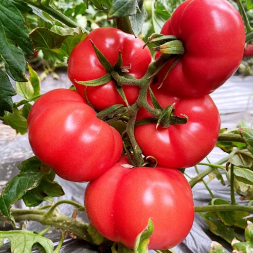 ❤️【海阳普罗旺斯西红柿】✅皮薄多汁9分甜1分酸，💦清甜口感✅富含多种维生素，🎉美白刮油减肥✅榨汁、炒菜、💕煲汤怎么做都超好吃🌸 商品图1