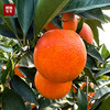 【优选血橙】C+血橙满分甜度，微微玫瑰香！ 商品缩略图0